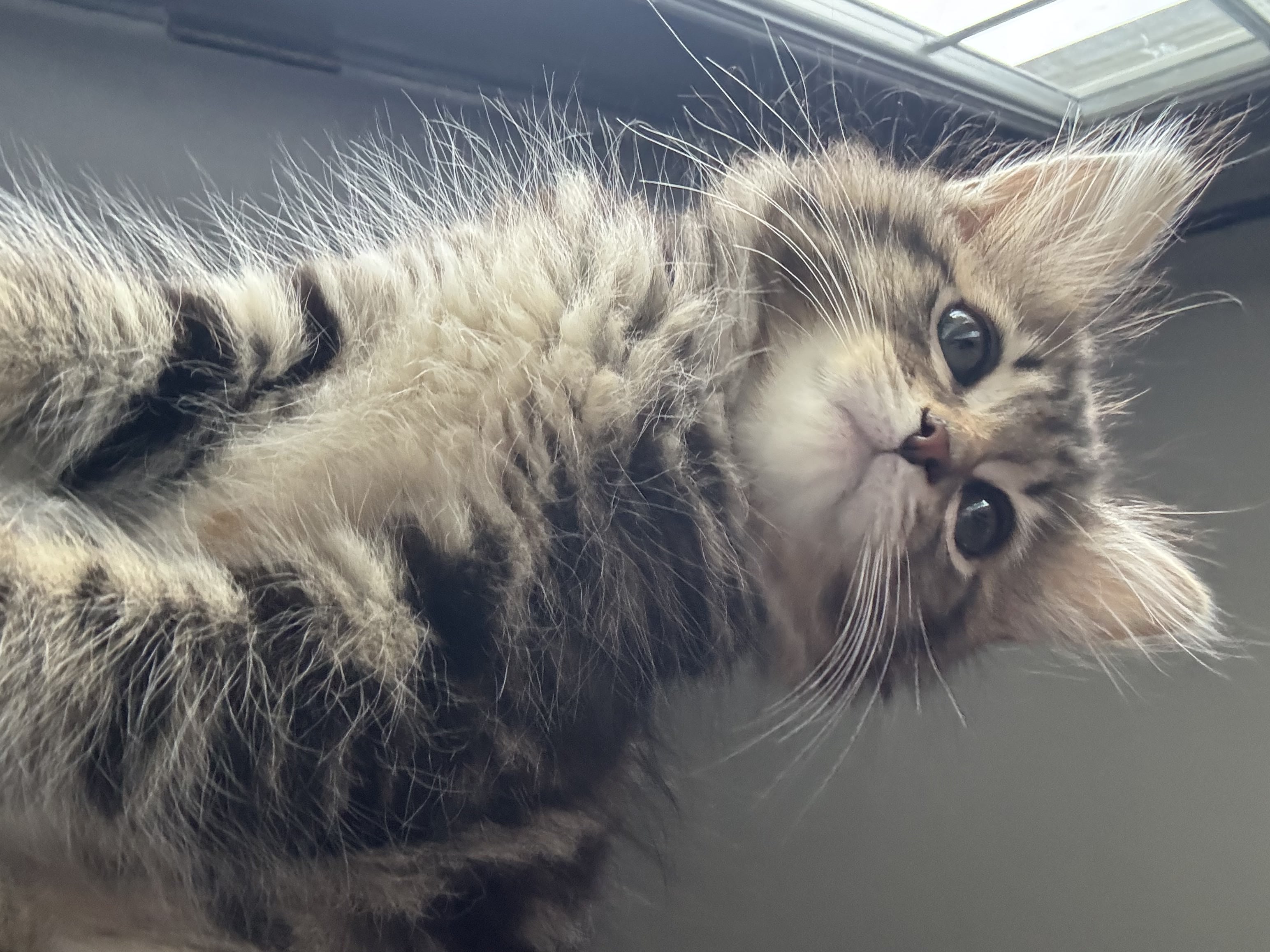 Close-up portrait of a curious kitten