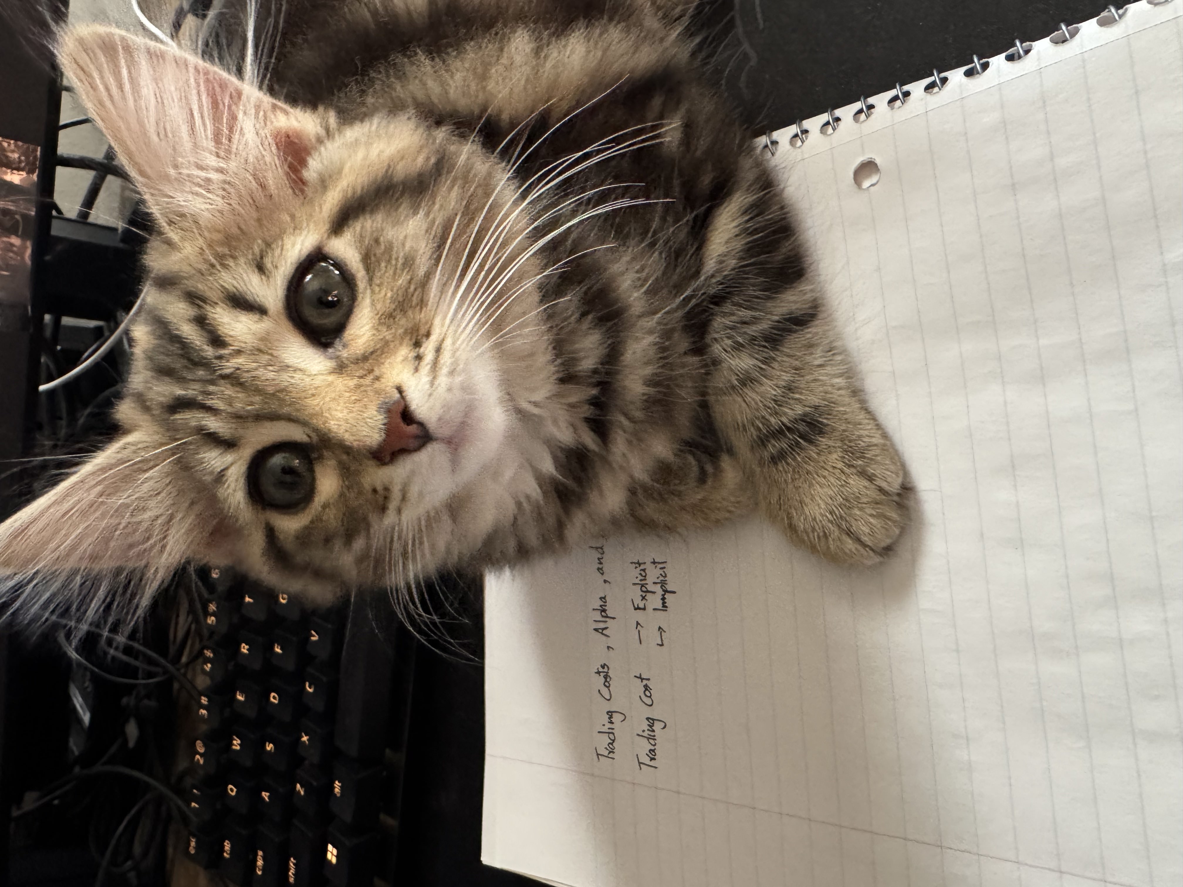 Playful kitten with a toy