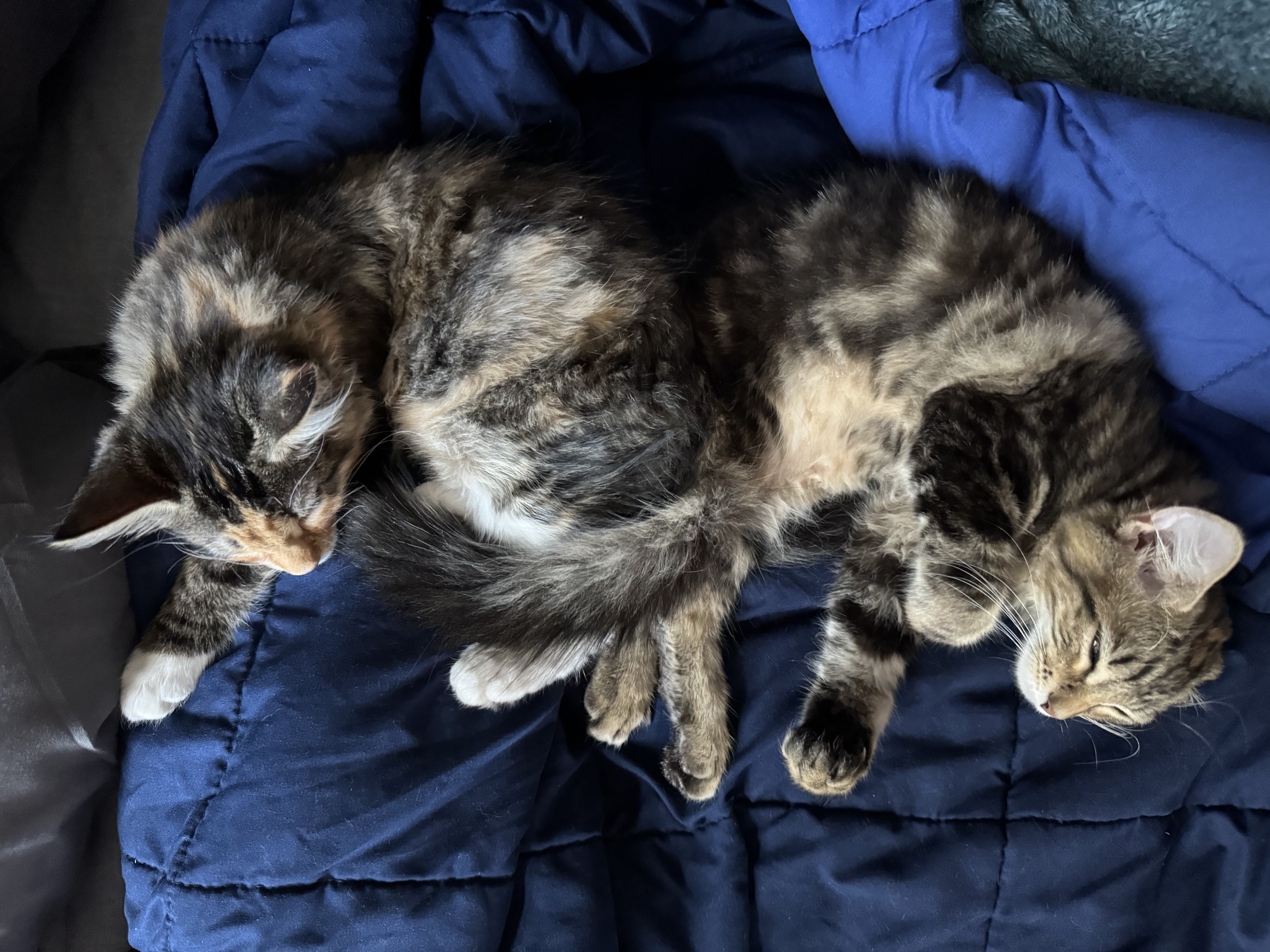 Kitten stretching out comfortably