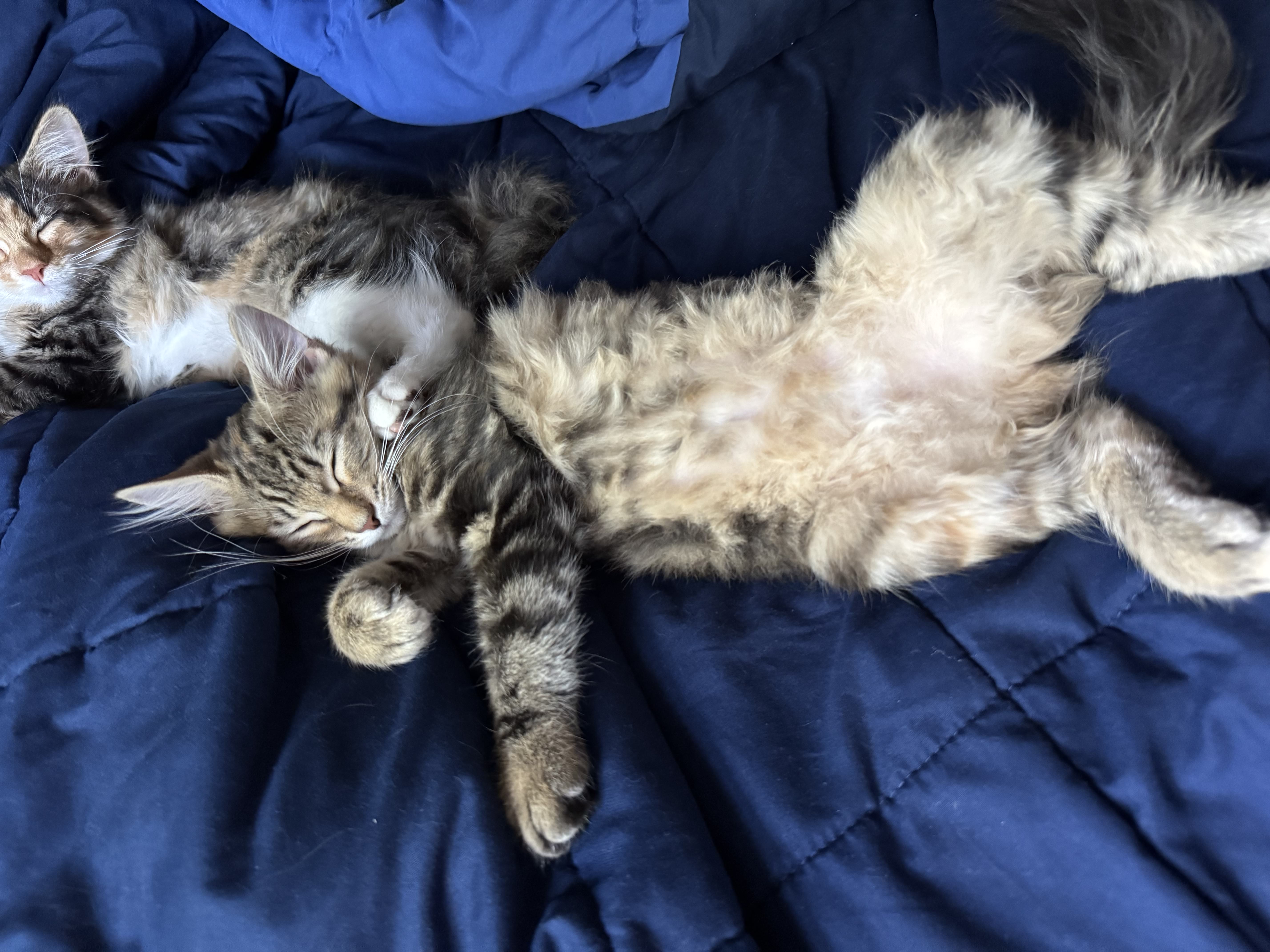 Kitten sitting attentively