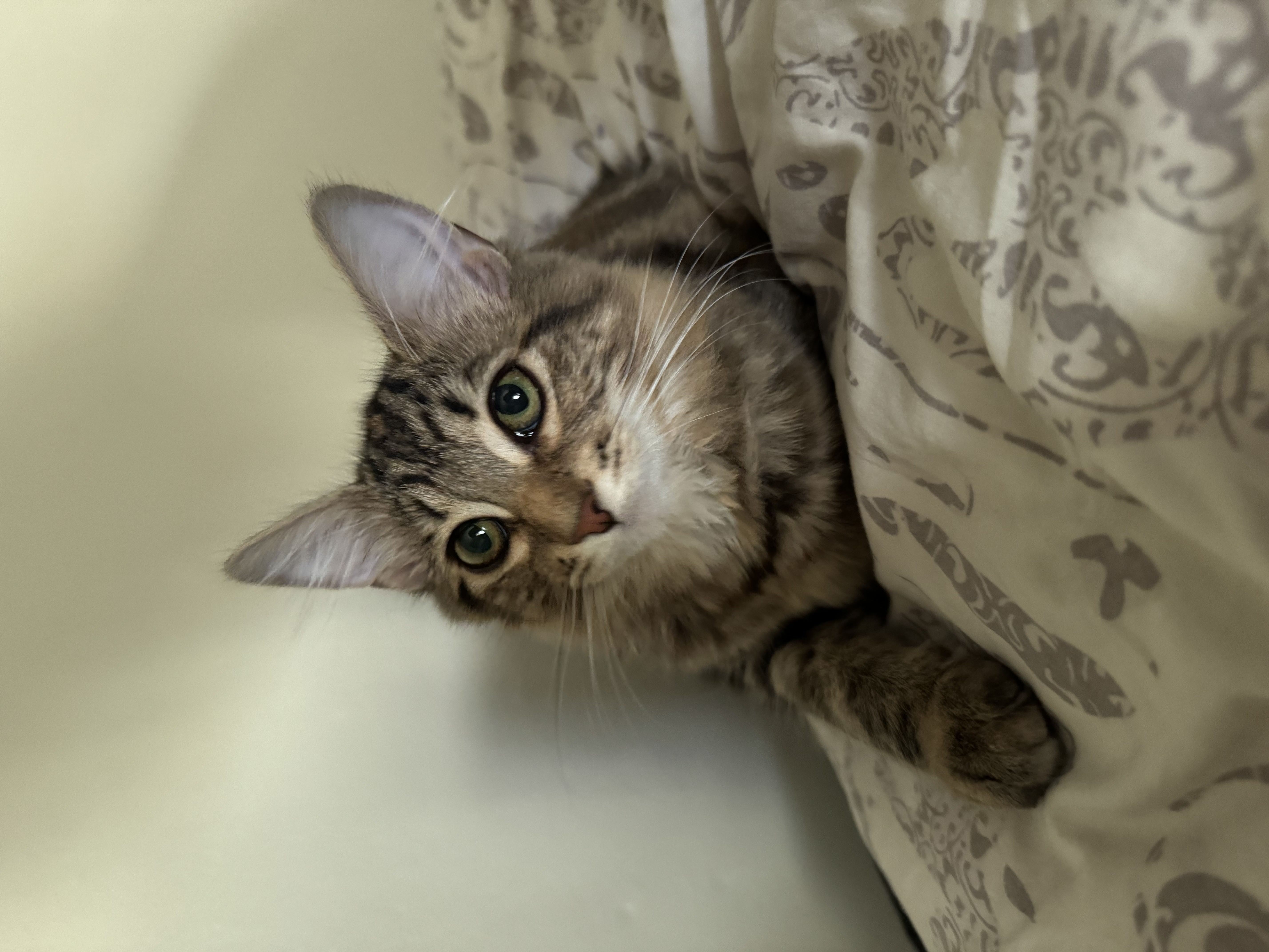 Kitten resting near a window