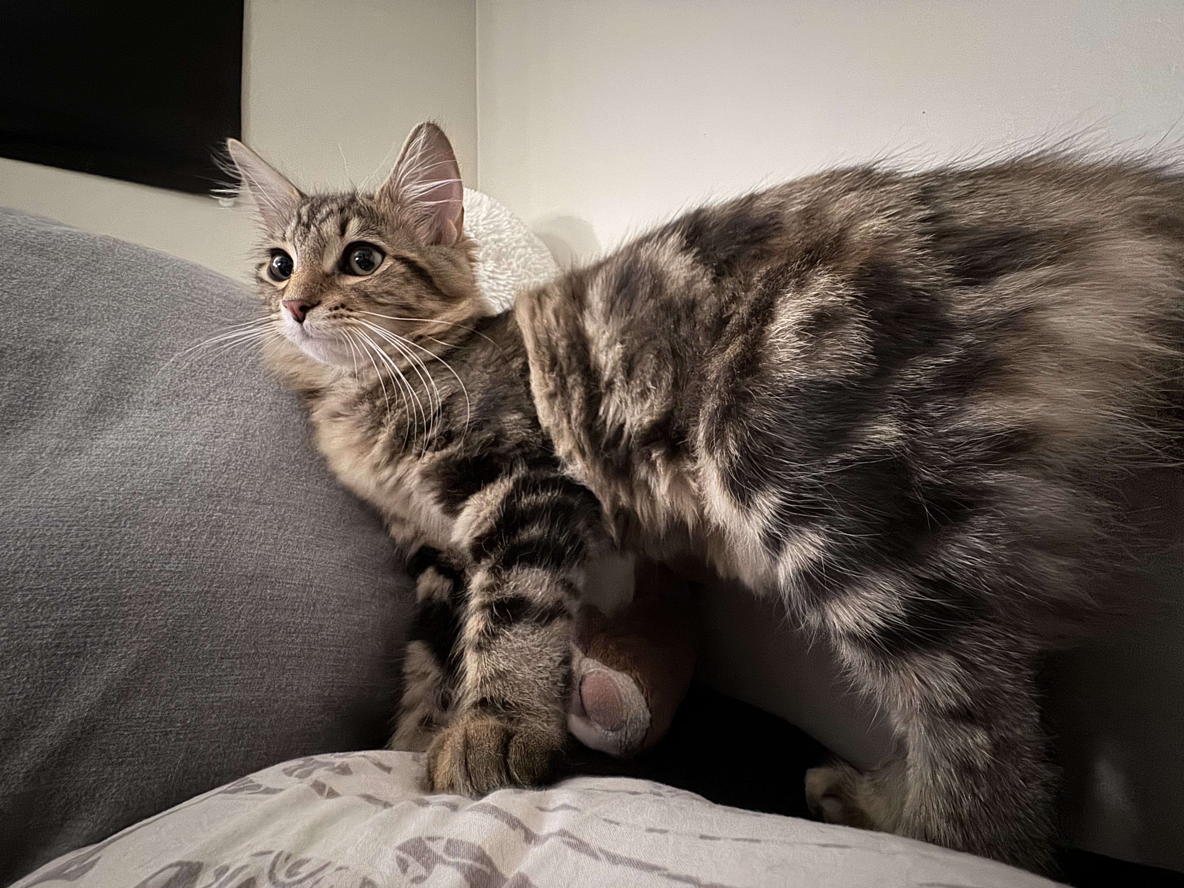 Kitten staring intently