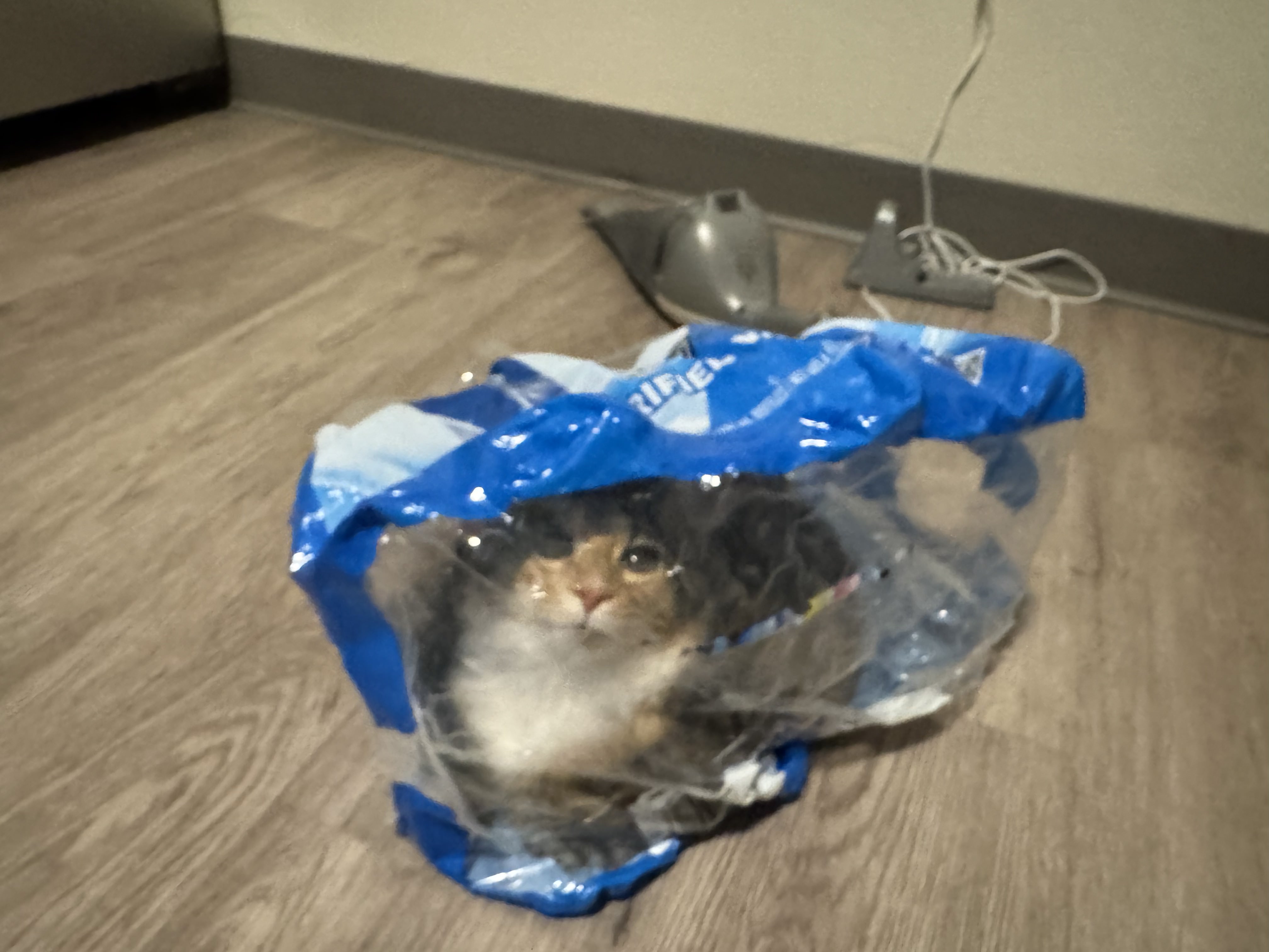 Kitten curled on a sofa