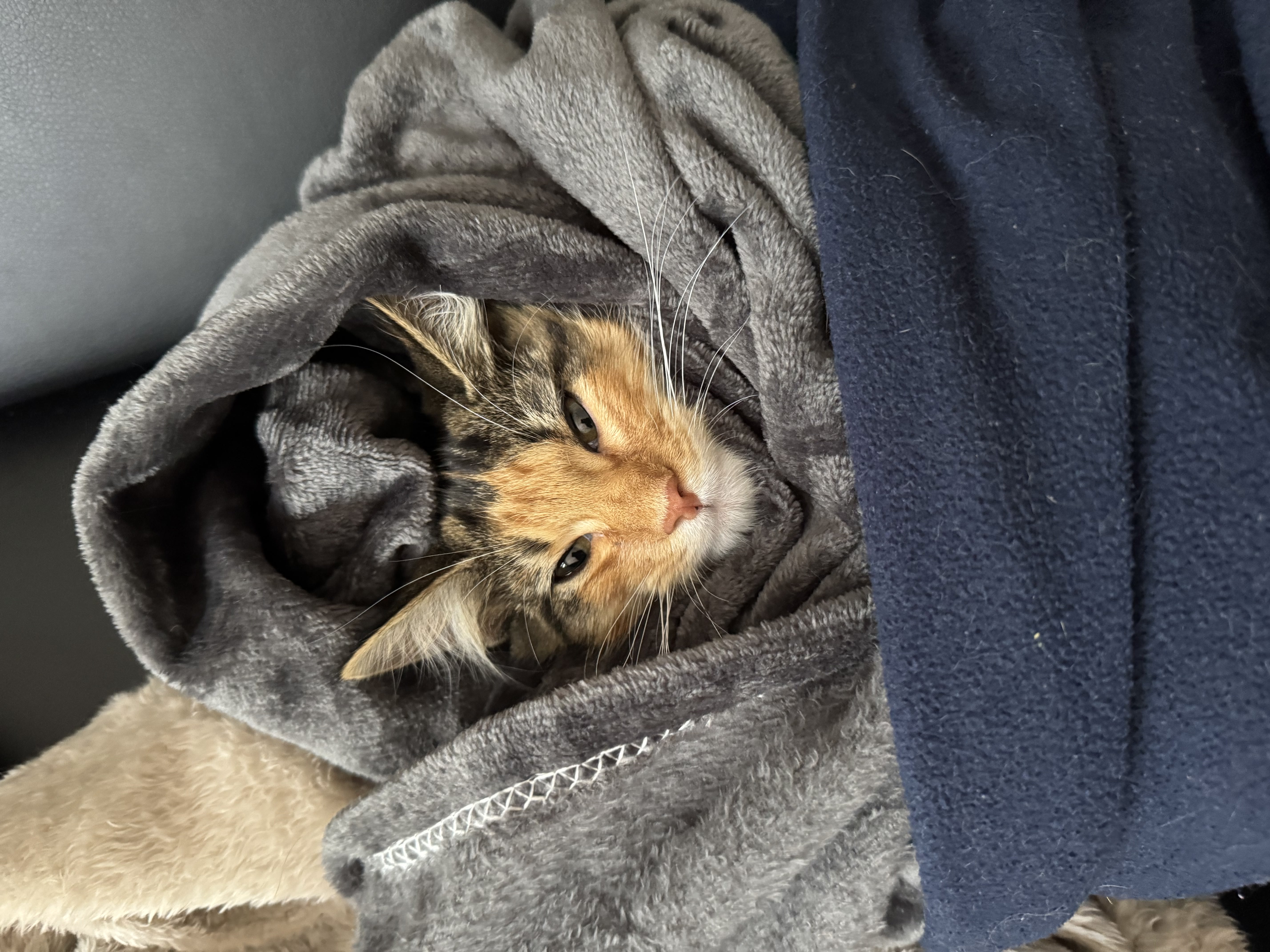 Kitten stretching paws