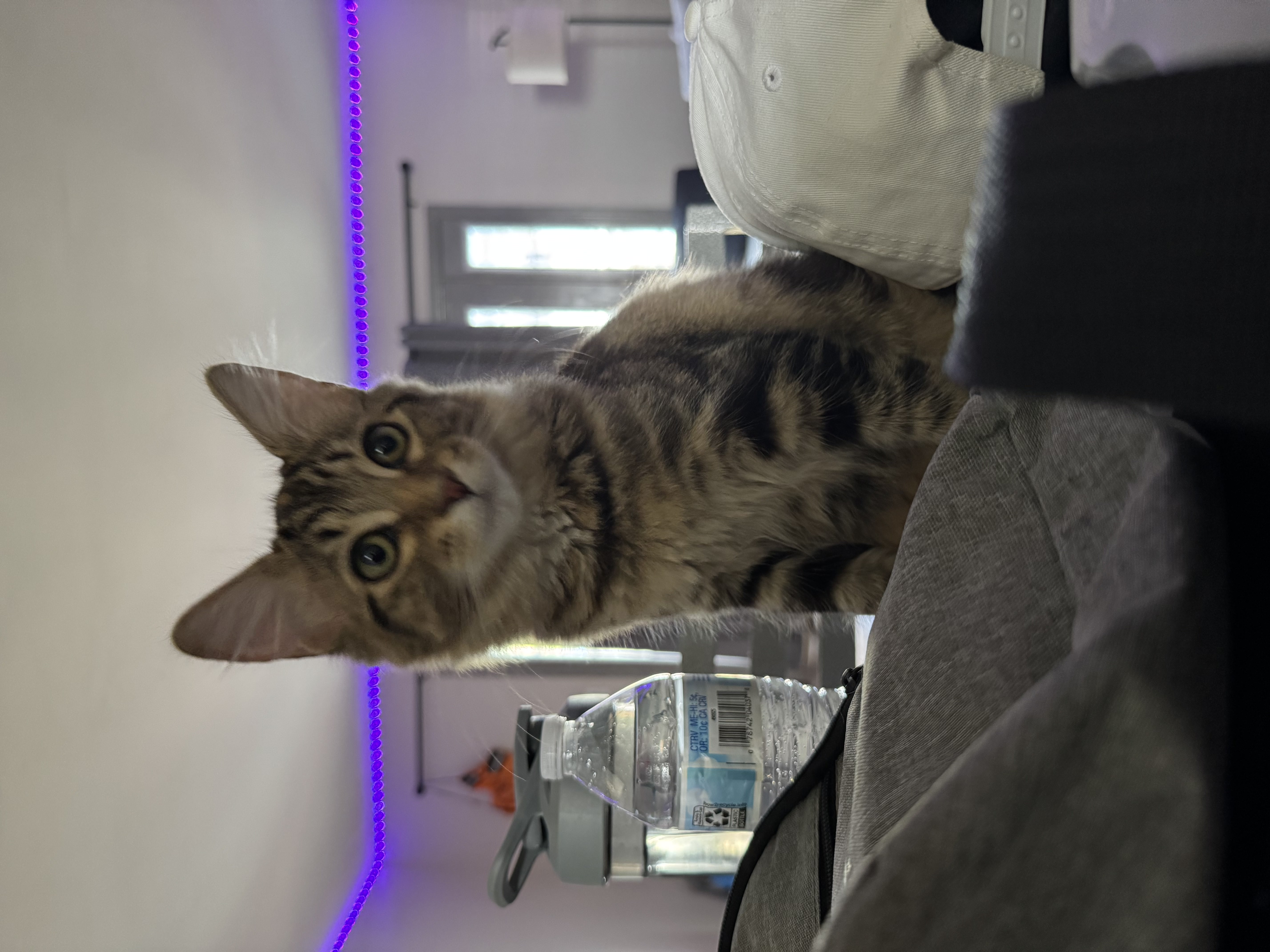 Kitten with gentle expression